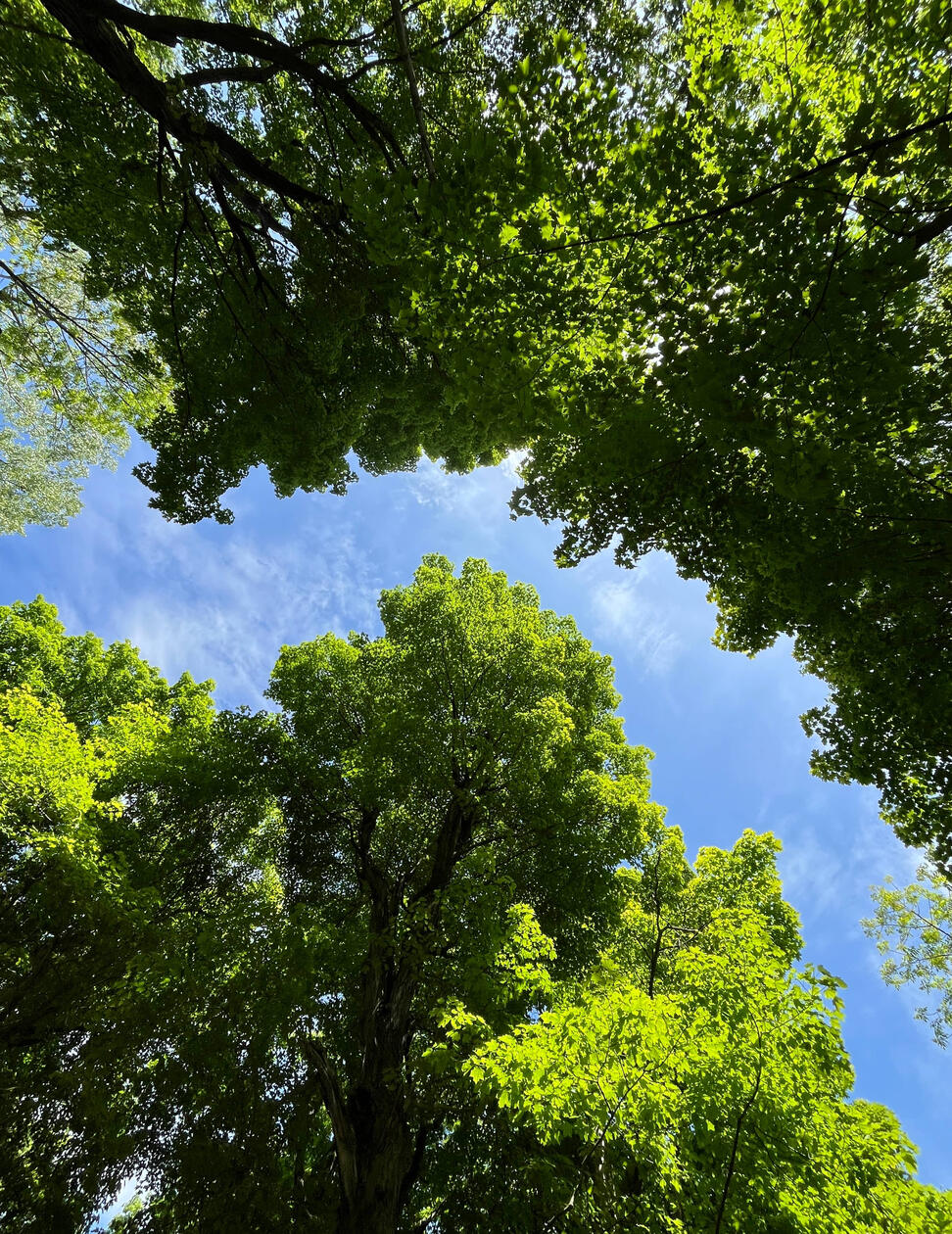 The Path is Clear, 2024. Mount Royal