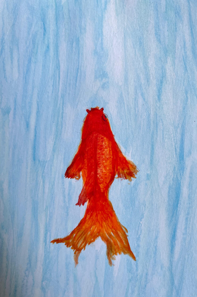 Free: Goldfish Wisdom, 2026. Watercolor on paper