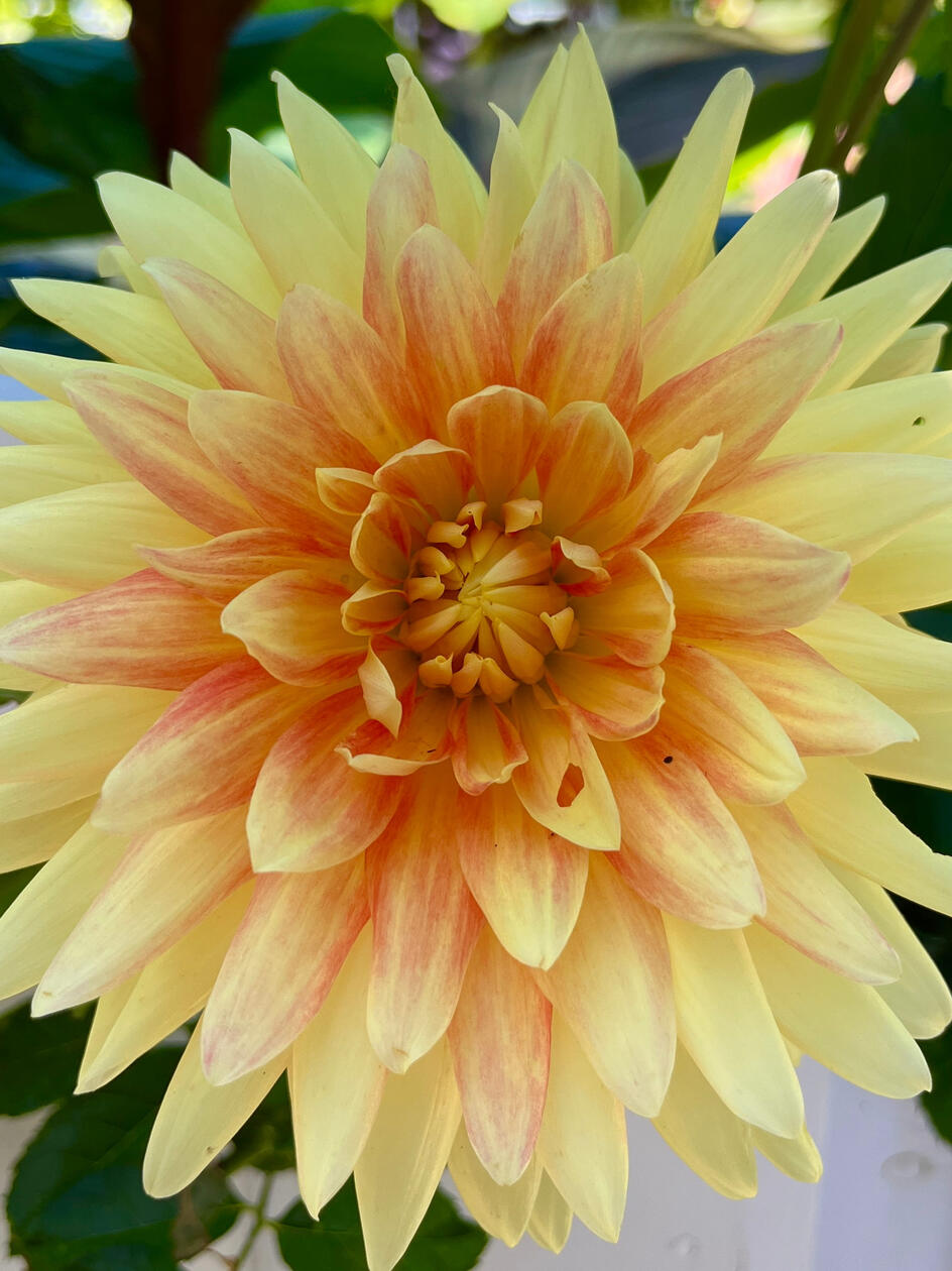 Love in Full Bloom, 2024. Photo taken during my honeymoon. My favorite flower.