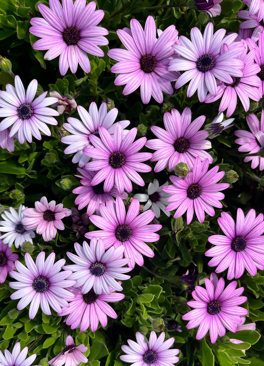 Laguna Blooms, 2023.